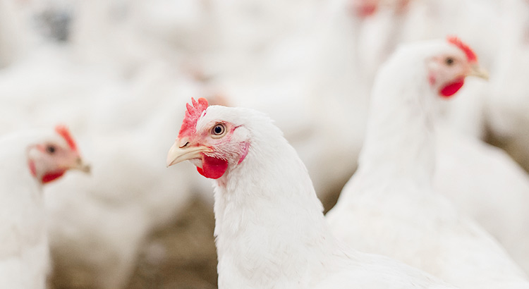 JDB电子(中国区)·官方网站